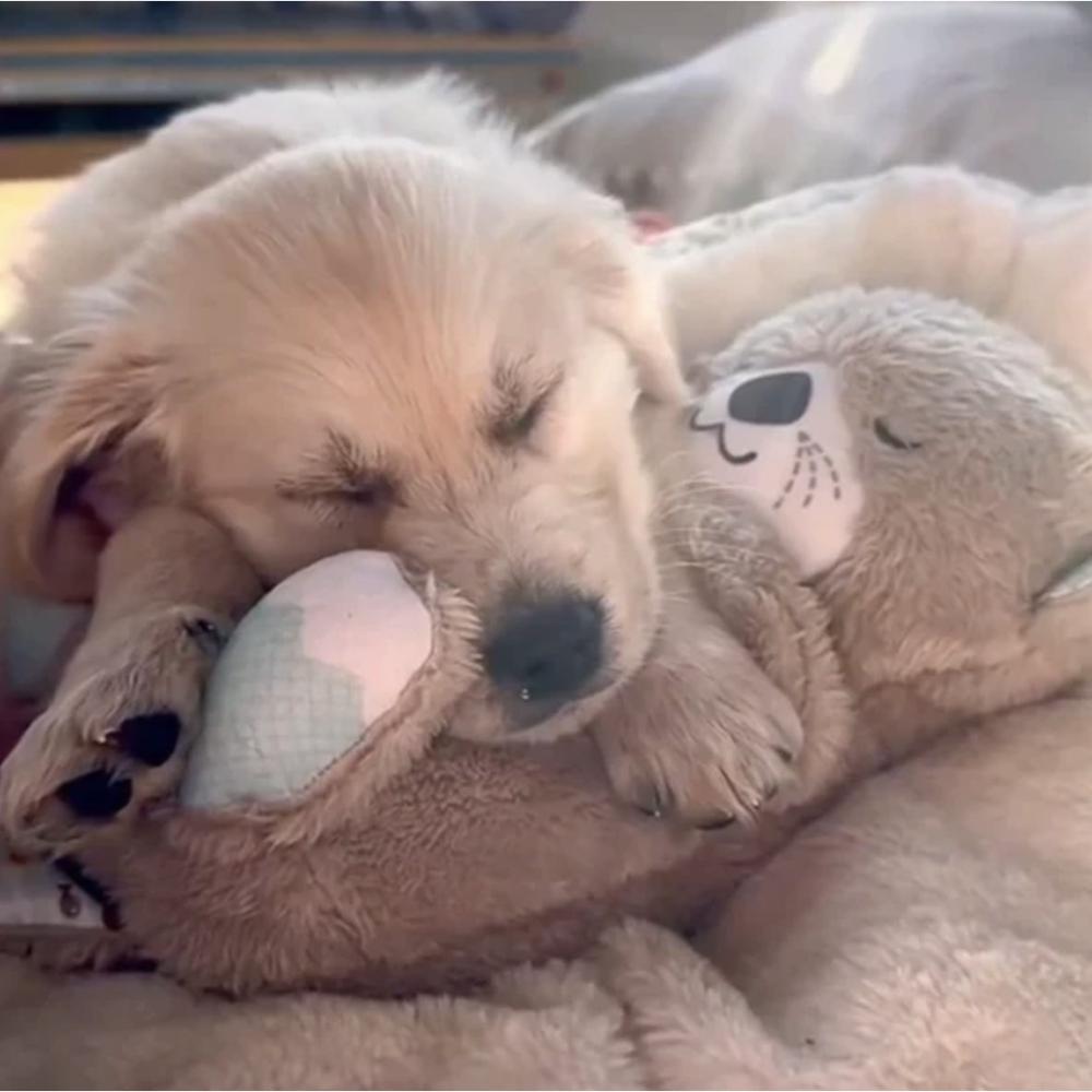 Dog Breathing Otter – Calming Plush Companion for Anxious Pets