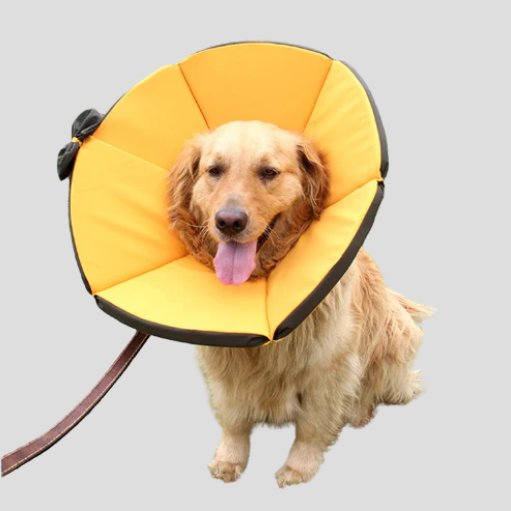 Comfortable Pet Safety Collar for Dogs