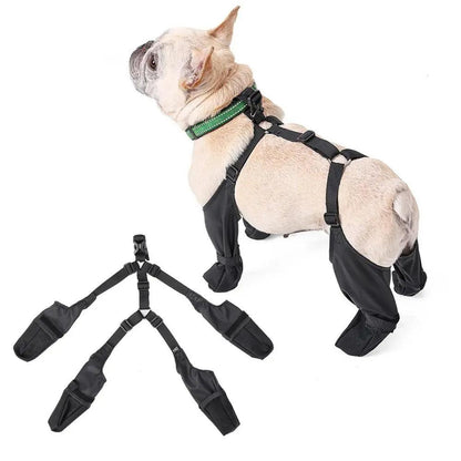 French Bulldog wearing black suspender dog boots, with the set laid out flat beside it