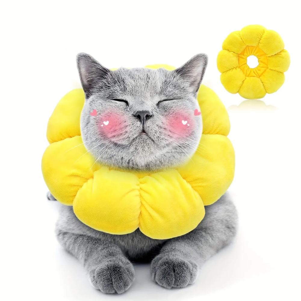 Flora Cat Cone Collar Recovery