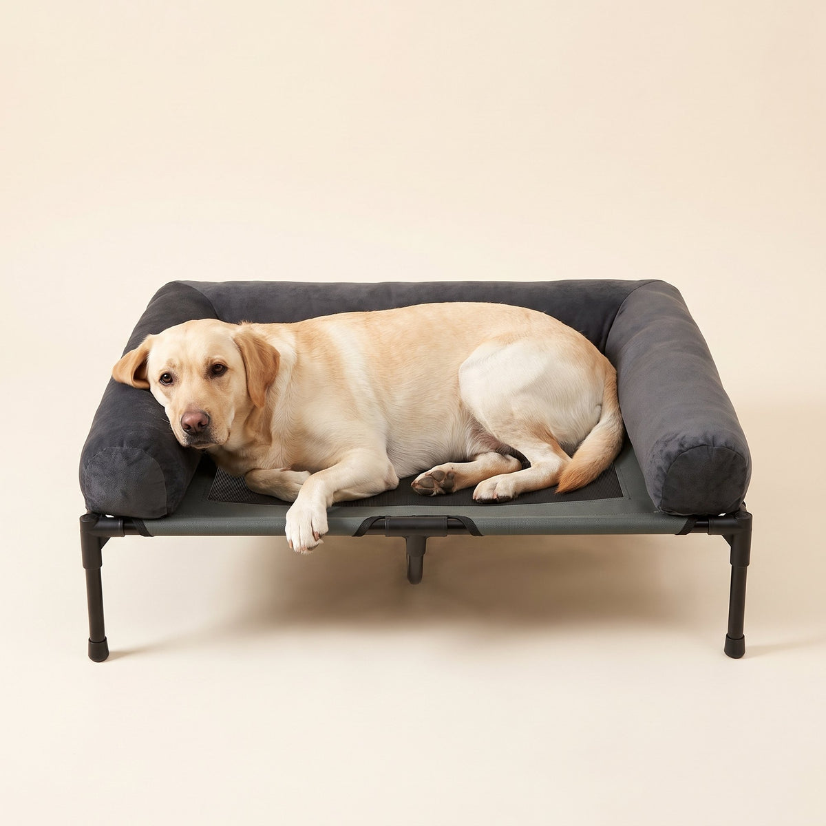 Comfortable Elevated Dog Bed Large Breed – Labrador lying on the raised bed with three bolsters
