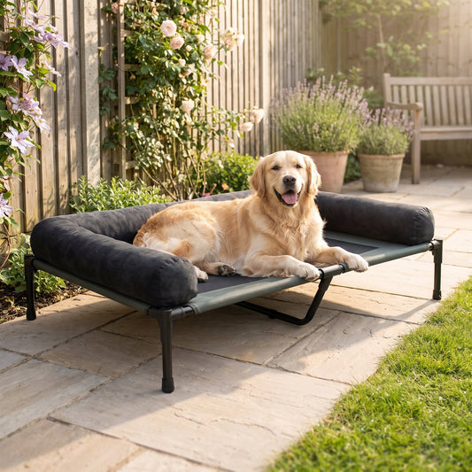 Comfortable Elevated Dog Bed Large Breed – Golden Retriever on the raised bed on a garden patio
