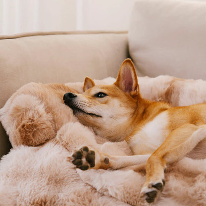 Calming Dog Sofa Bed - Comfy Cover