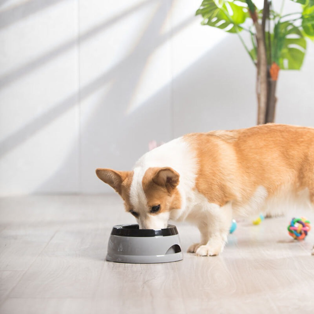 Portable Pet Water Bowl - Spill Proof Dog Travel Cup - Peties