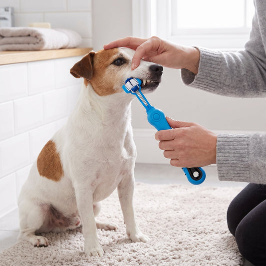 Easy 3 Head Pet Toothbrush in use – owner brushing a Jack Russell Terrier's teeth in the bathroom