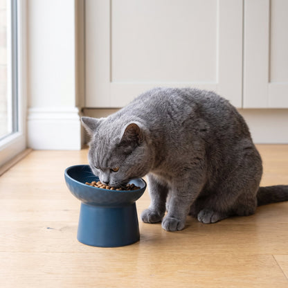 Modern Slanted Stoneware Pet Food Bowl – British Shorthair cat eating from the blue bowl in a kitchen