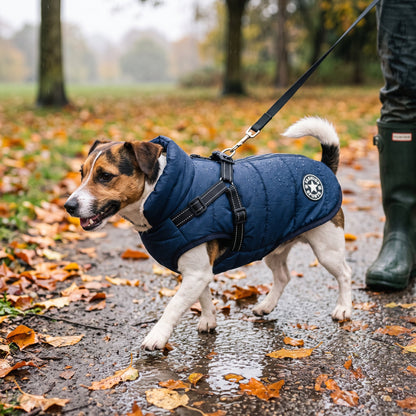 Rainproof pet coat with built-in harness in navy blue on a terrier walking on a wet autumn park path