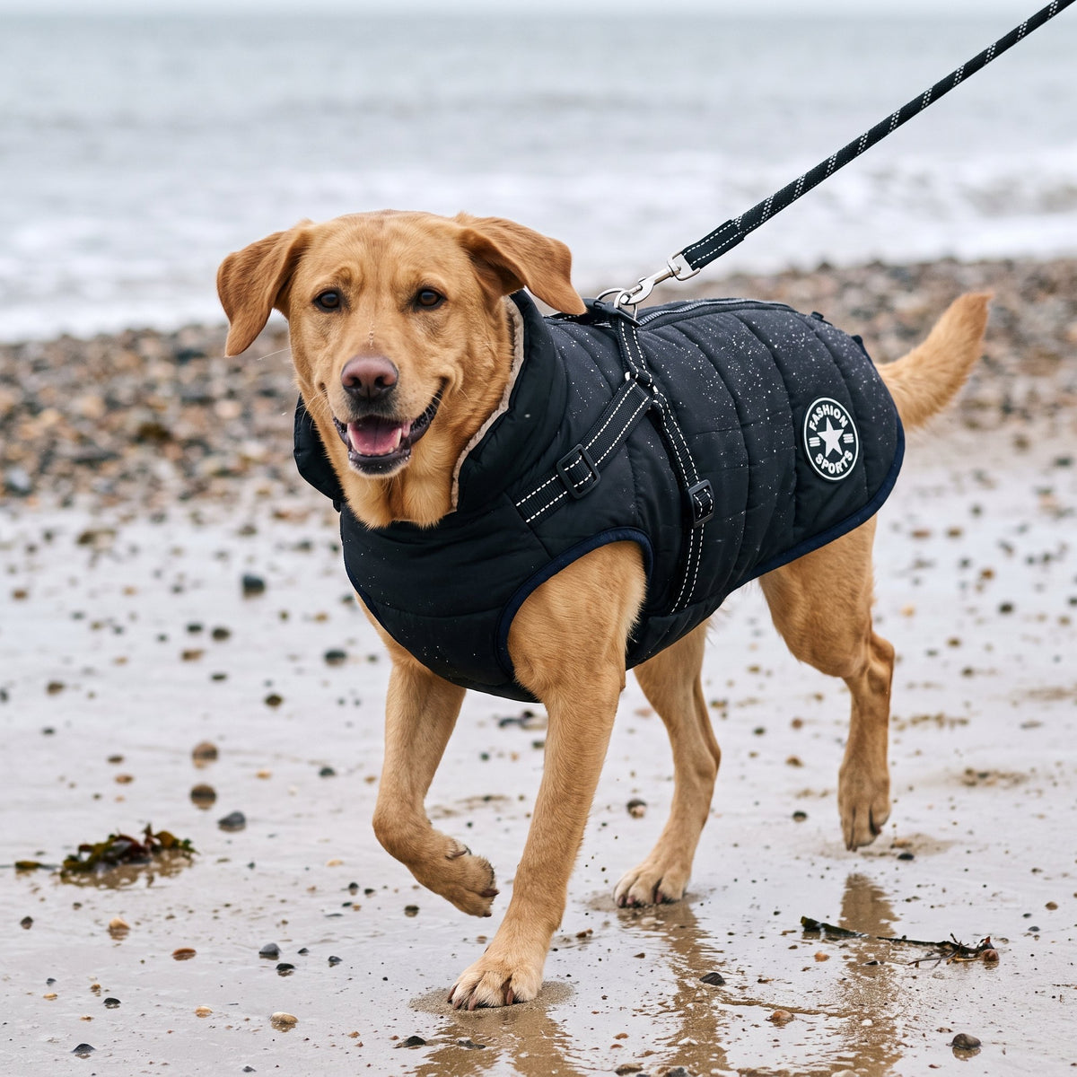 Rainproof pet coat with built-in harness in black on a dog trotting along a windy winter beach