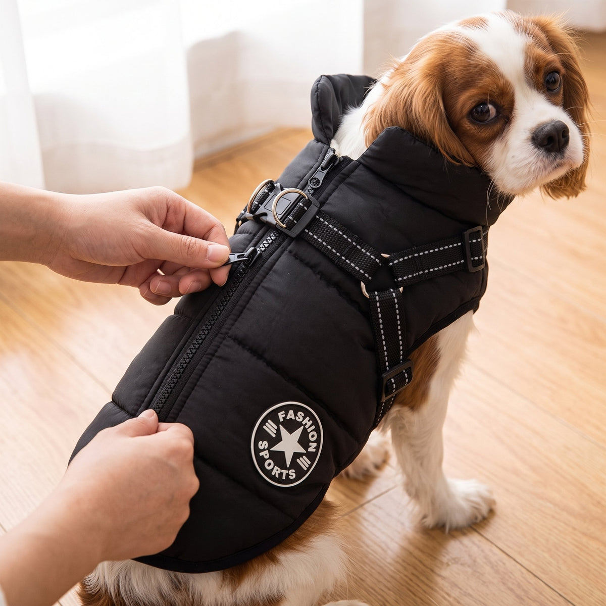 Owner zipping up the black winter dog jacket with built-in harness along the back of a Cavalier King Charles Spaniel